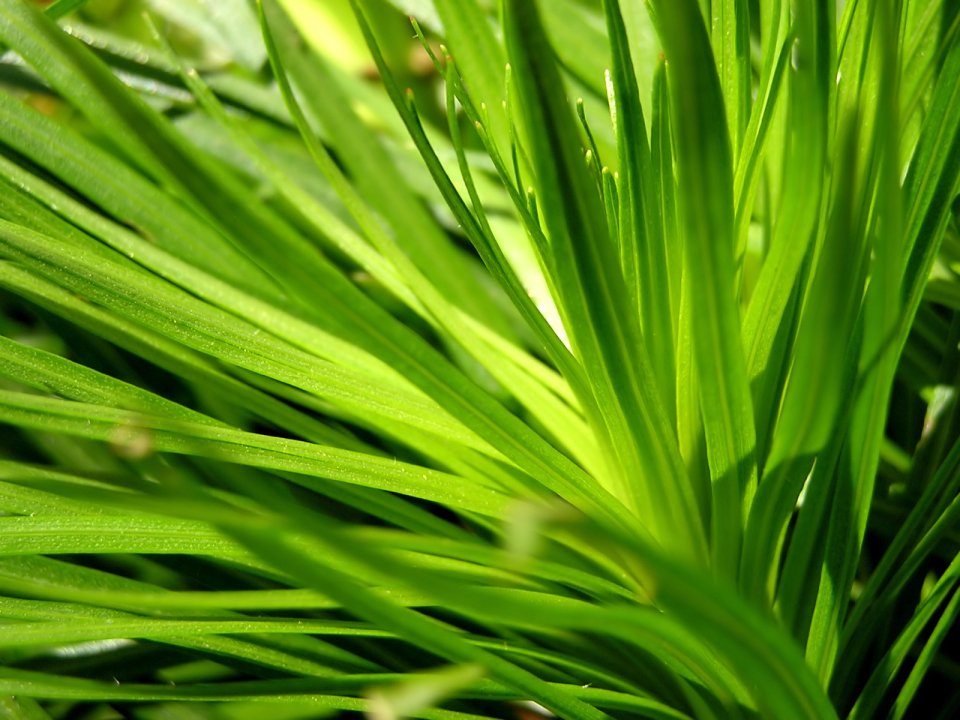 04_Vista_plant_wallpaper_vplants3_013