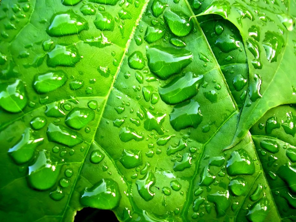 04_Vista_plant_wallpaper_vplants3_014