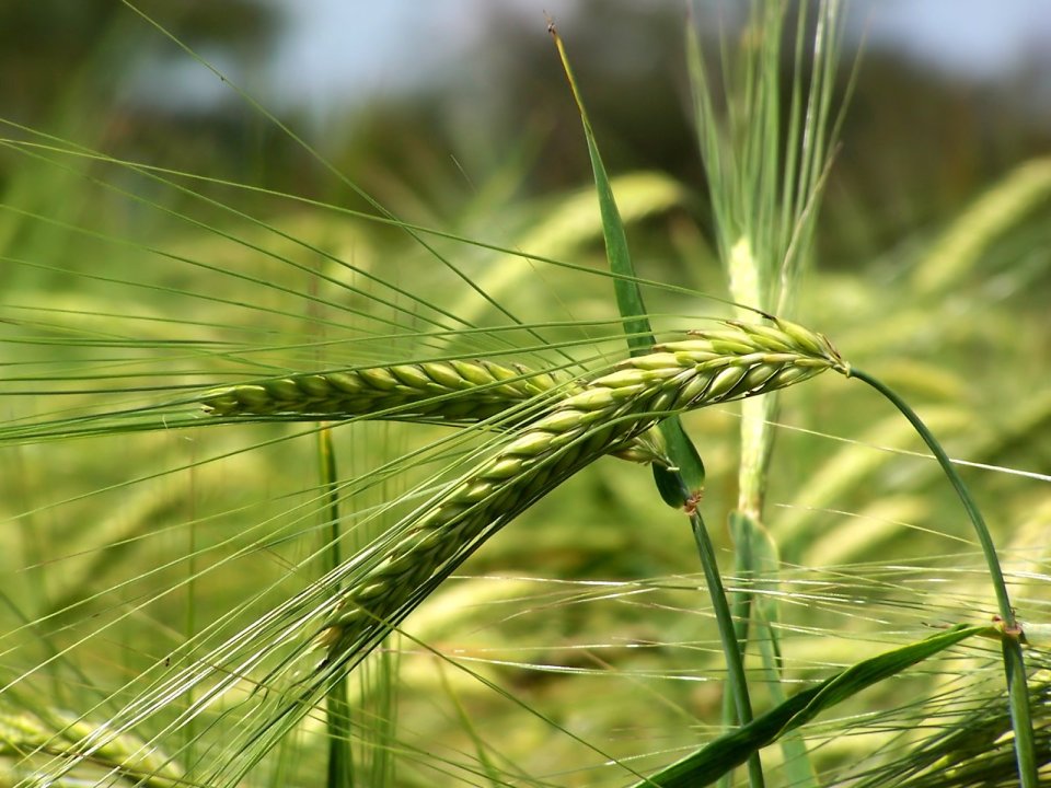 04_Vista_plant_wallpaper_vplants3_015