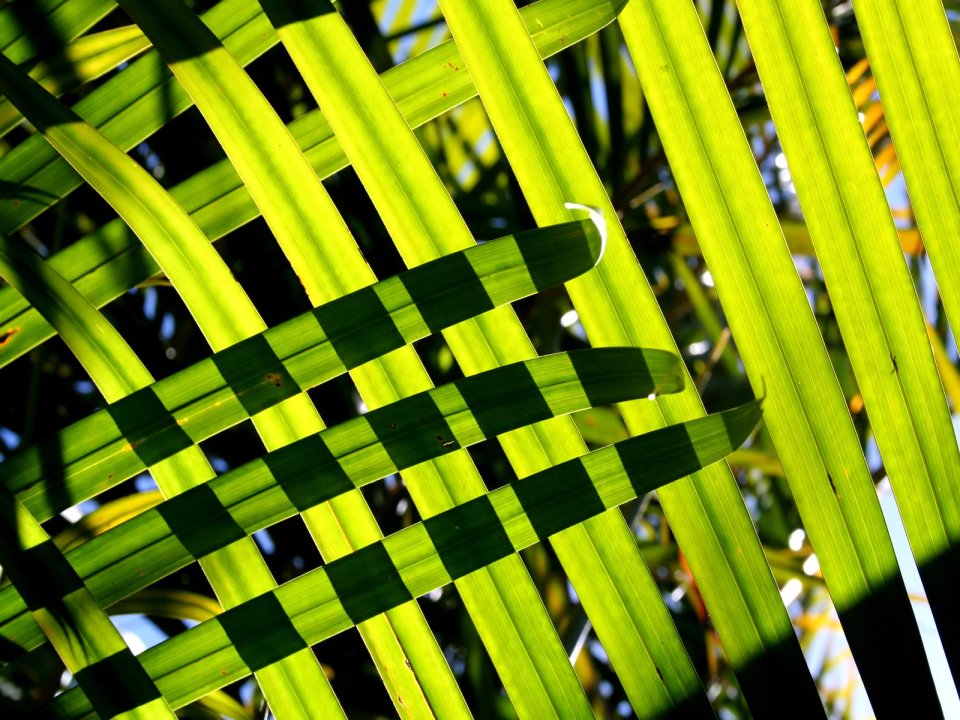 04_Vista_plant_wallpaper_vplants3_016