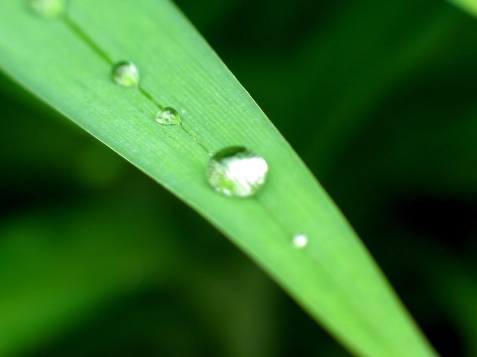 04_Vista_plant_wallpaper_vplants3_017