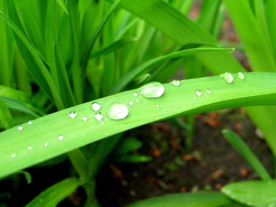 04_Vista_plant_wallpaper_vplants3_018