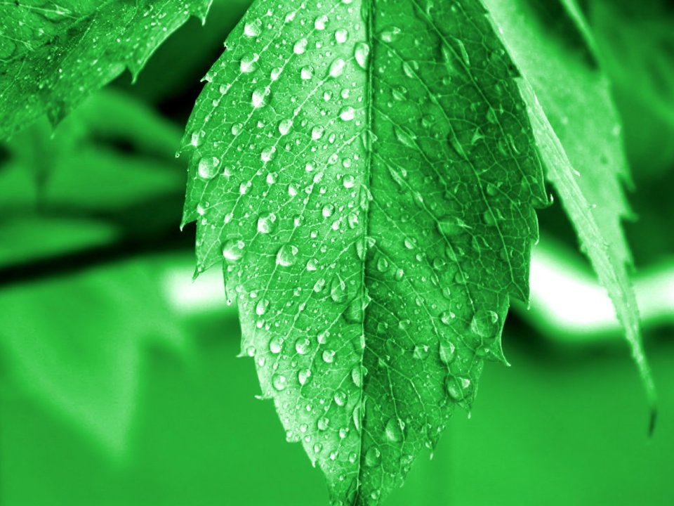 04_Vista_plant_wallpaper_vplants4_003