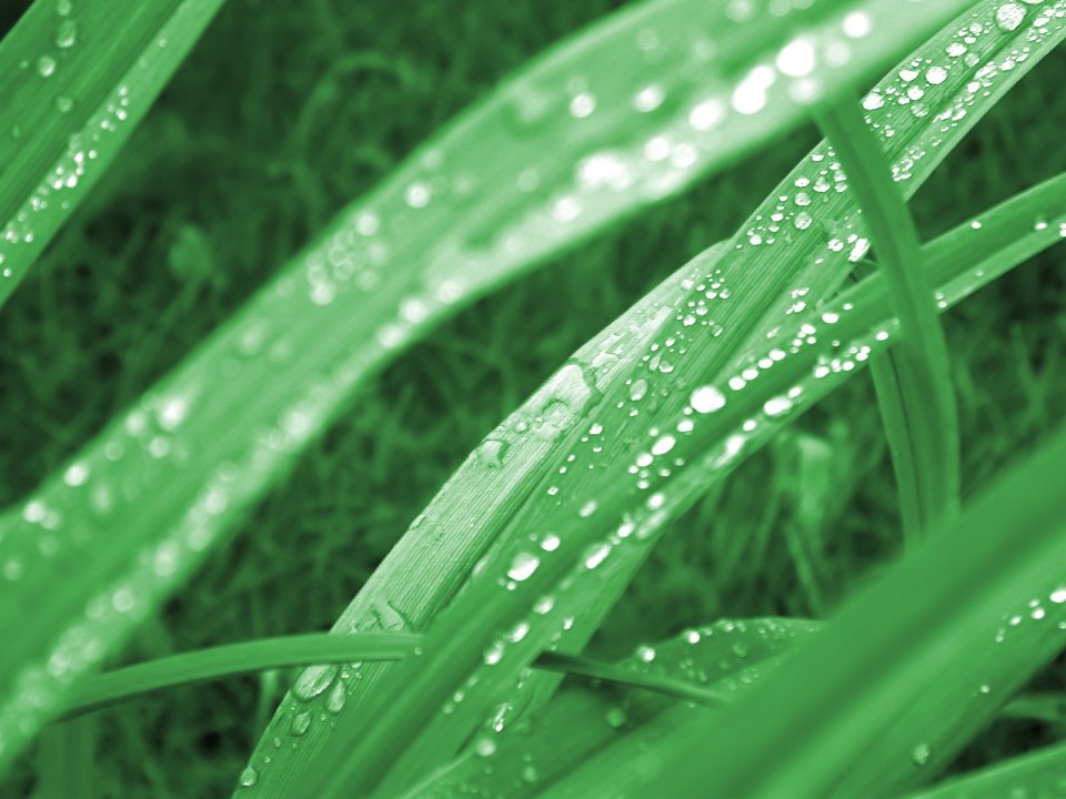 04_Vista_plant_wallpaper_vplants4_006