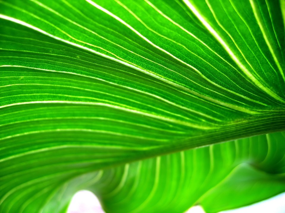 04_Vista_plant_wallpaper_vplants4_008