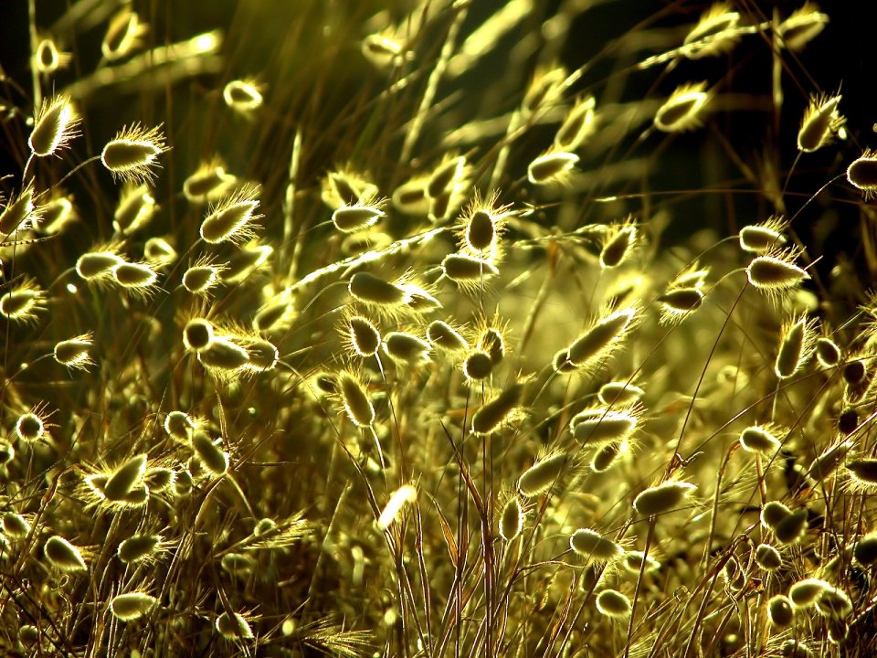04_Vista_plant_wallpaper_vplants4_010