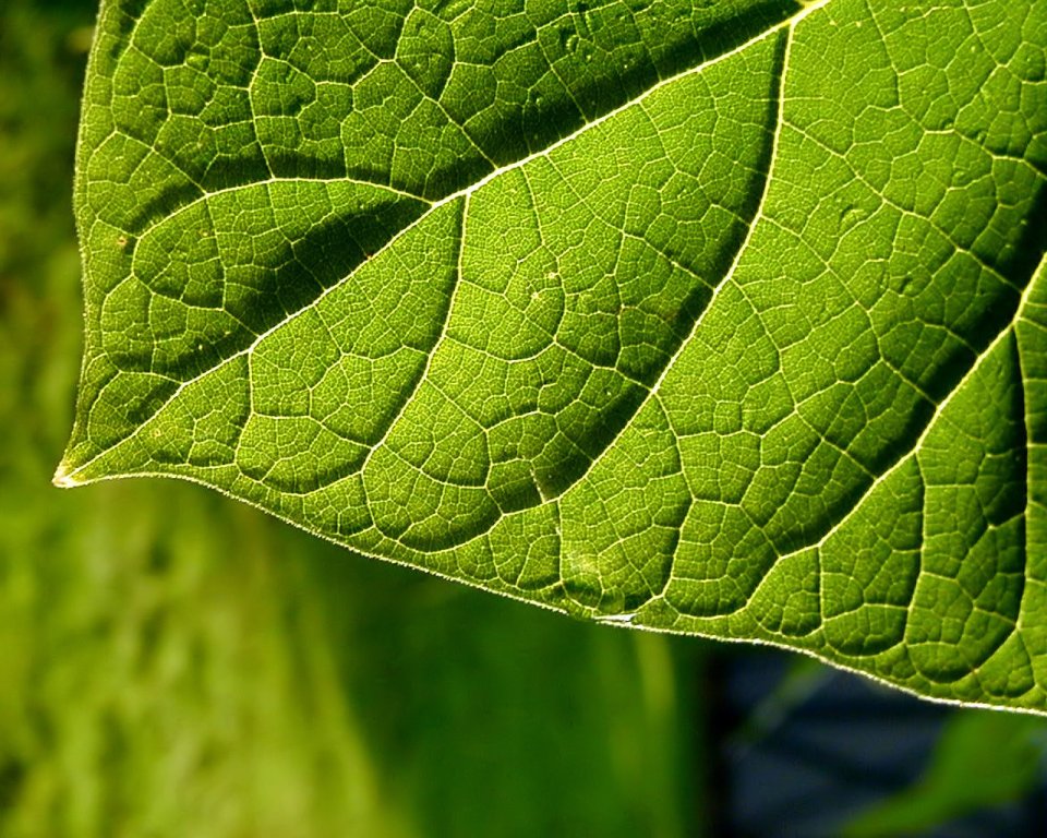 04_Vista_plant_wallpaper_vplants4_011