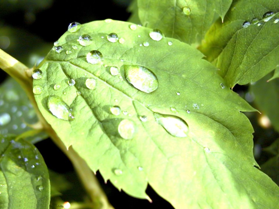 04_Vista_plant_wallpaper_vplants4_012
