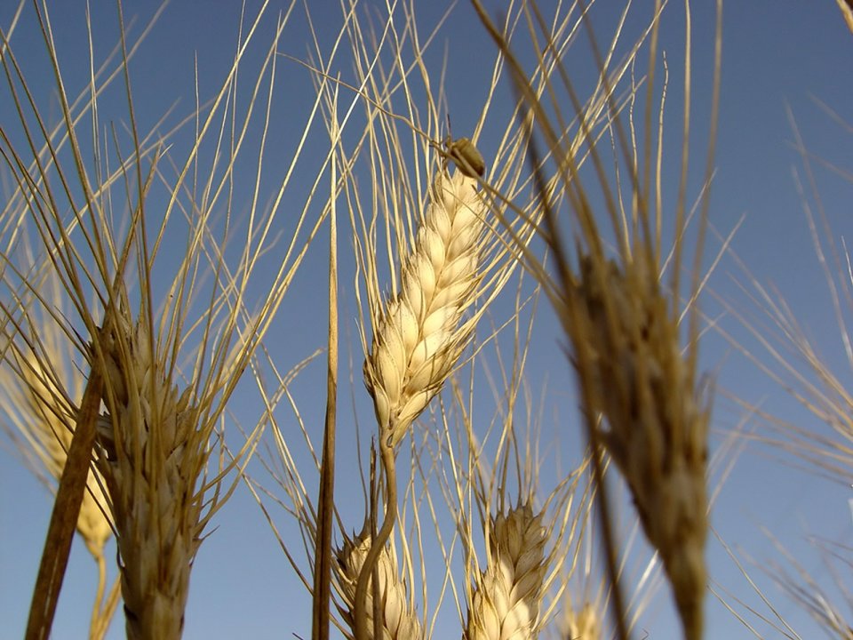 04_Vista_plant_wallpaper_vplants4_013