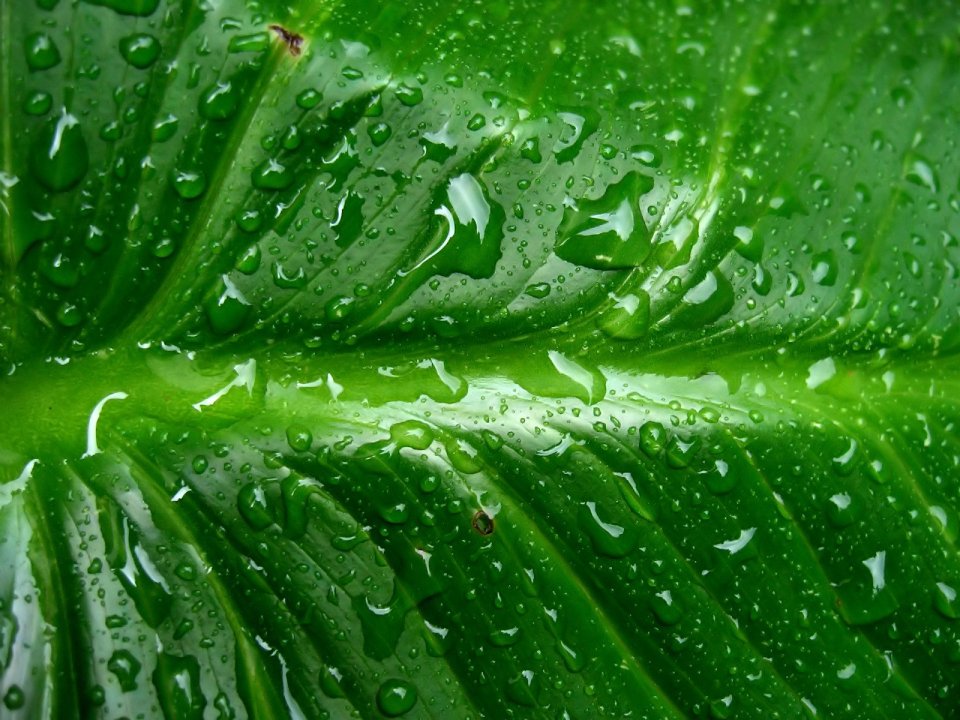 04_Vista_plant_wallpaper_vplants4_018