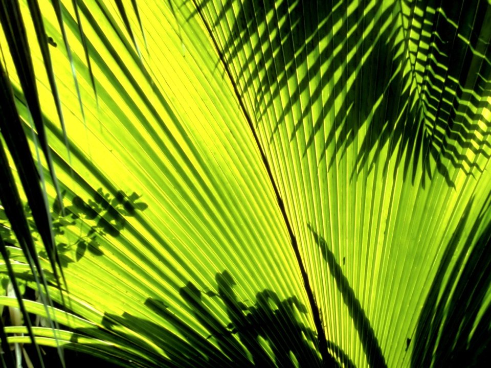 04_Vista_plant_wallpaper_vplants4_019