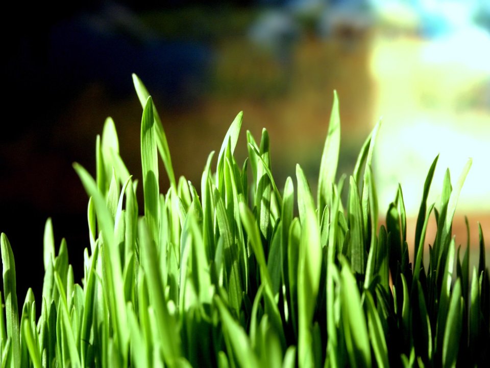 04_Vista_plant_wallpaper_vplants4_021