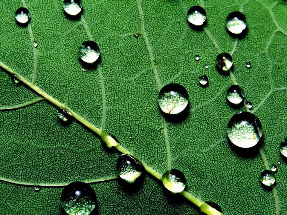 04_Vista_plant_wallpaper_vplants4_022