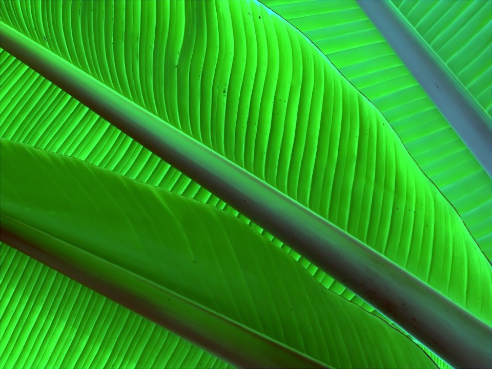 04_Vista_plant_wallpaper_vplants4_023