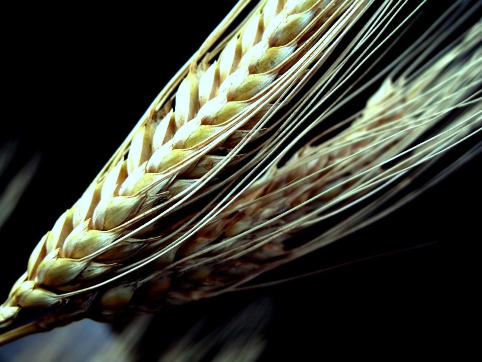 04_Vista_plant_wallpaper_vplants4_026