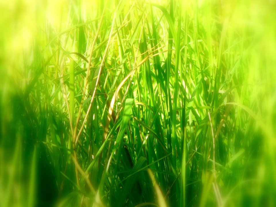 04_Vista_plant_wallpaper_vplants4_030