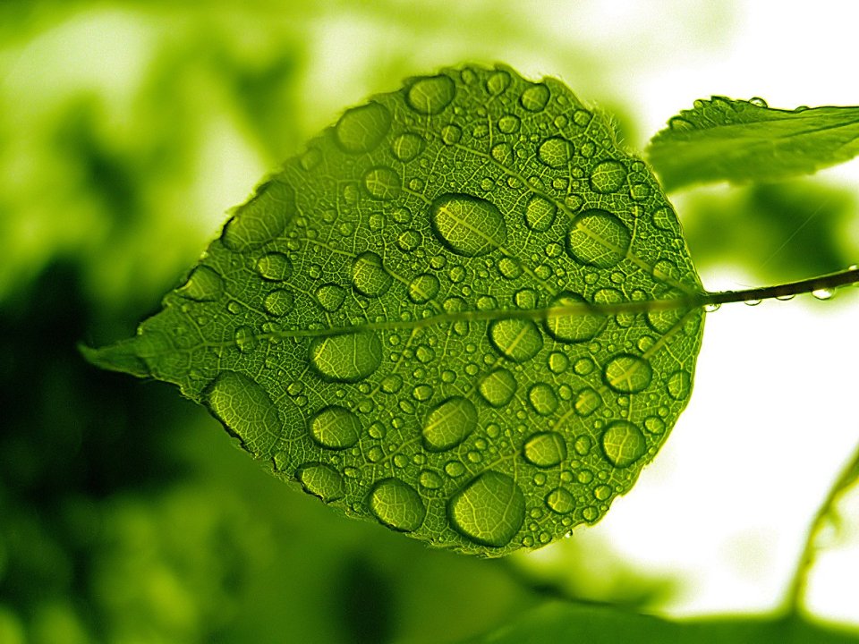 Vista 高清晰植物壁纸 （第五辑）