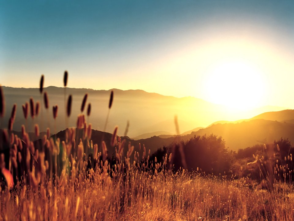 05_Vista_plant_wallpaper_vplants5_001