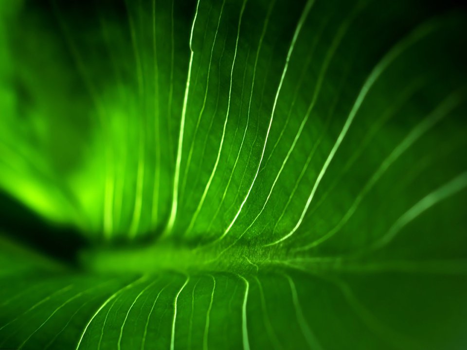 05_Vista_plant_wallpaper_vplants5_002