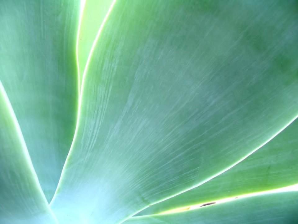 05_Vista_plant_wallpaper_vplants5_003