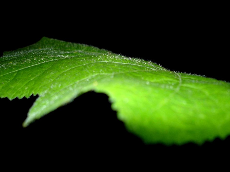 05_Vista_plant_wallpaper_vplants5_005