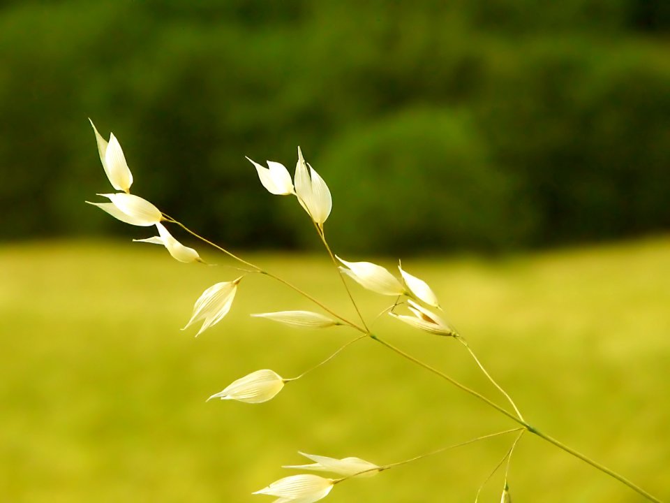 05_Vista_plant_wallpaper_vplants5_006