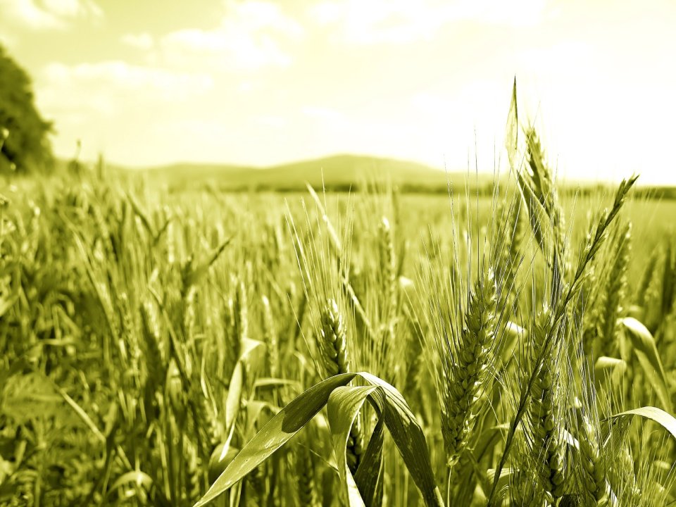 05_Vista_plant_wallpaper_vplants5_012