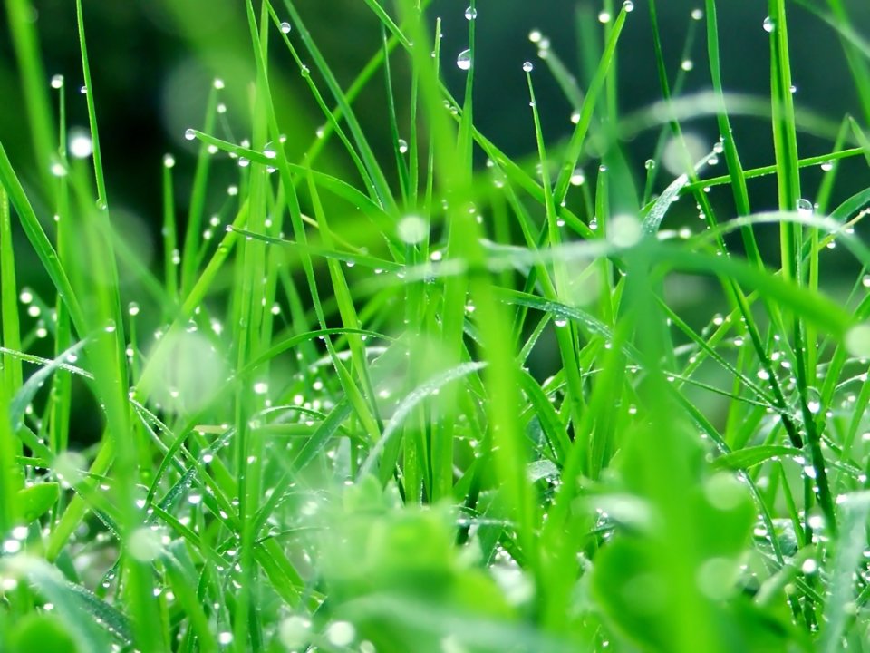 05_Vista_plant_wallpaper_vplants5_013