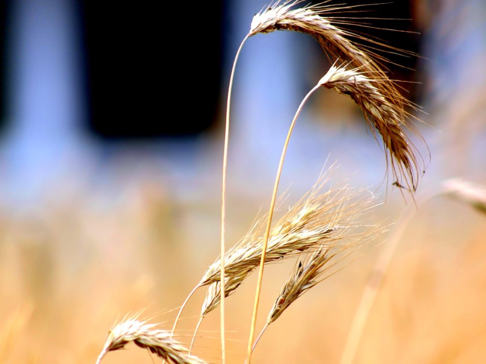 05_Vista_plant_wallpaper_vplants5_014