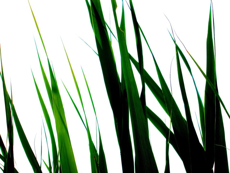 05_Vista_plant_wallpaper_vplants5_015