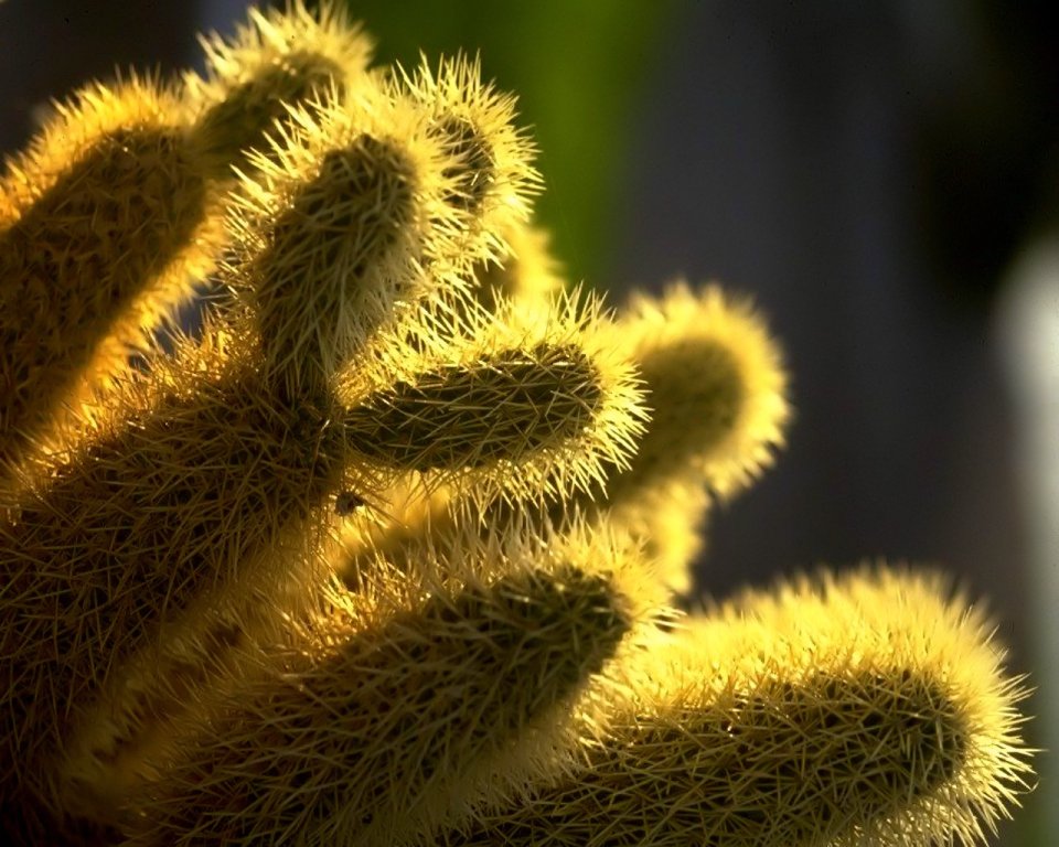 05_Vista_plant_wallpaper_vplants5_016