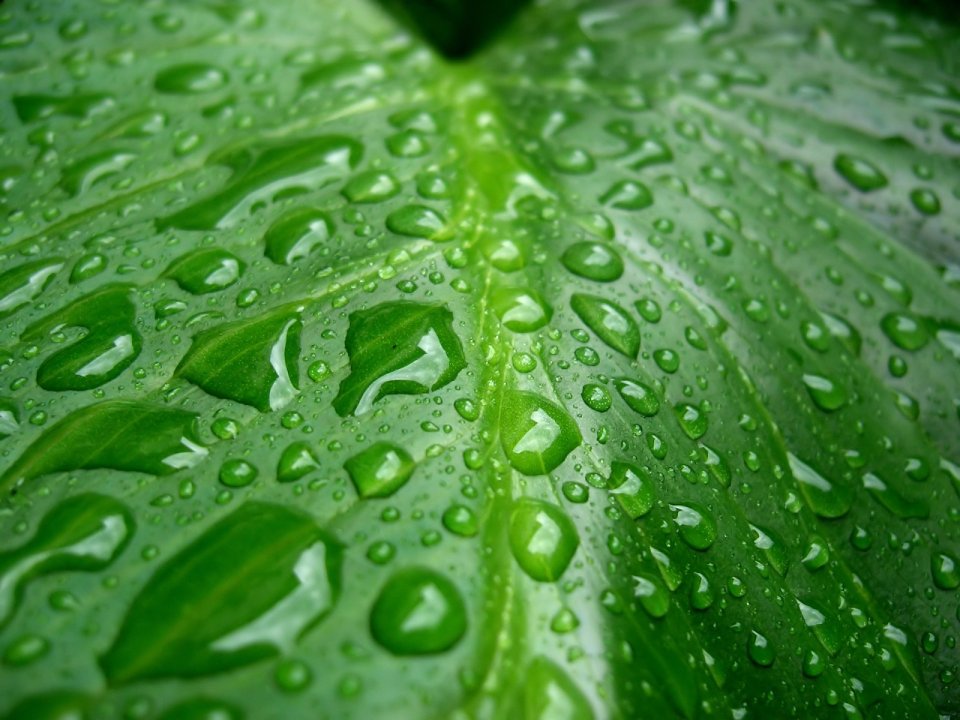 05_Vista_plant_wallpaper_vplants5_017