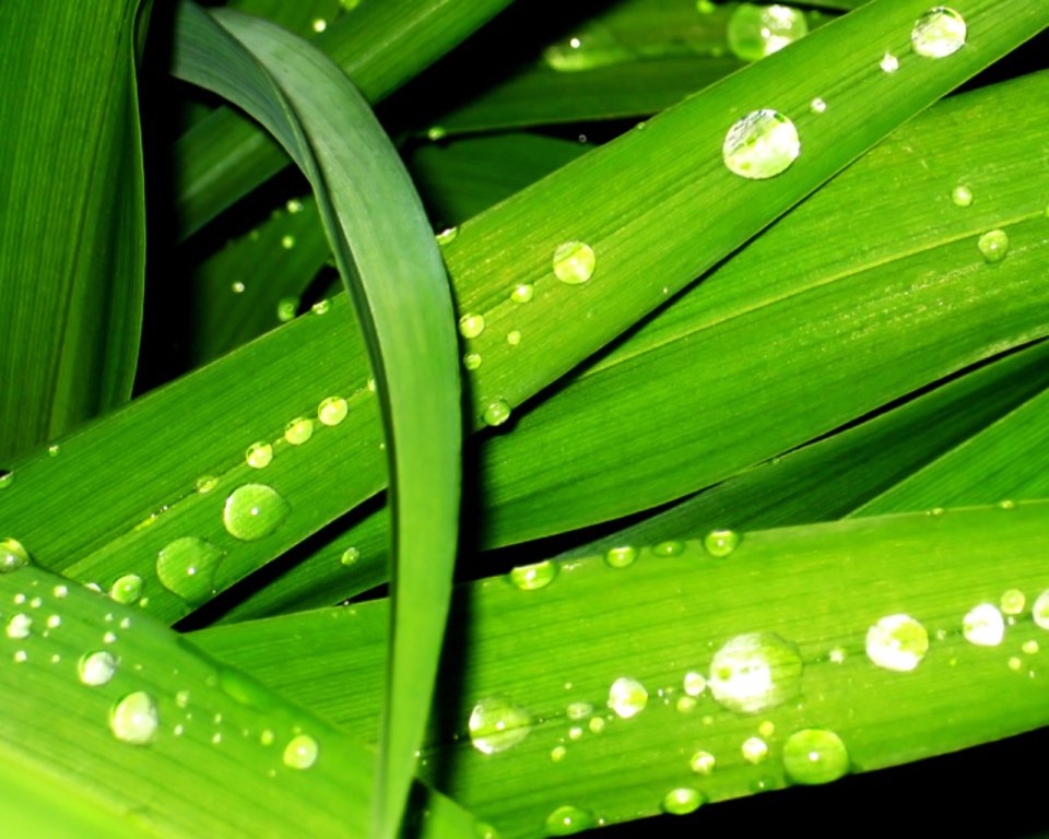 05_Vista_plant_wallpaper_vplants5_019