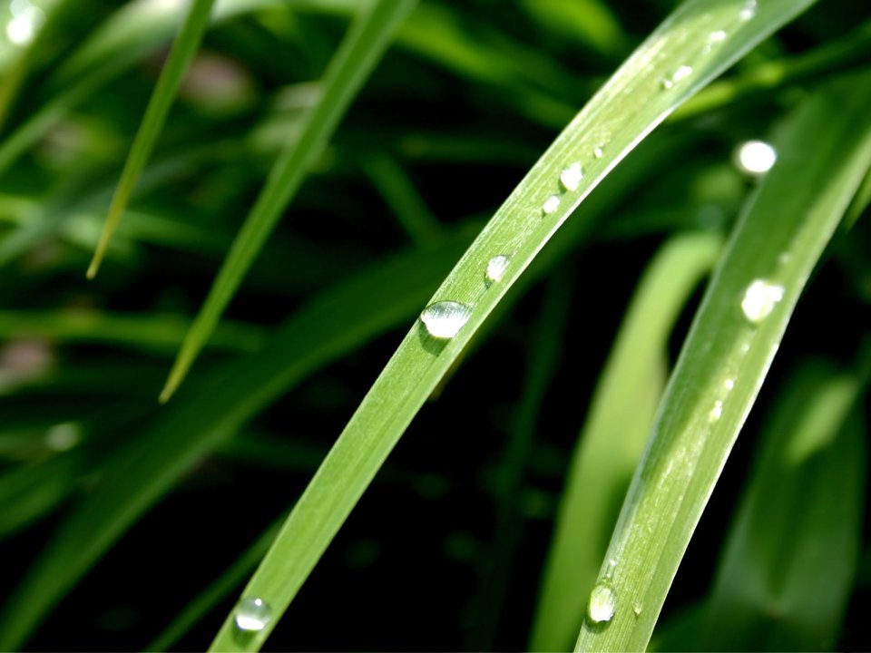 05_Vista_plant_wallpaper_vplants5_020