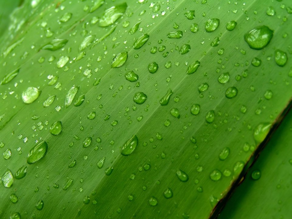 05_Vista_plant_wallpaper_vplants5_022