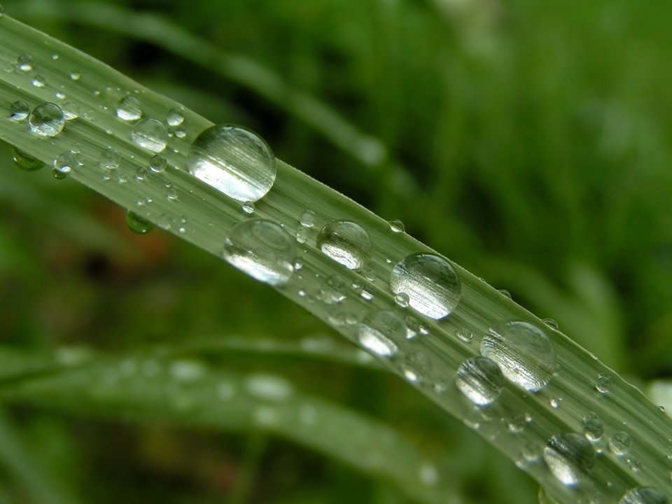 05_Vista_plant_wallpaper_vplants5_023