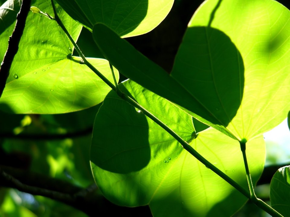 05_Vista_plant_wallpaper_vplants5_025