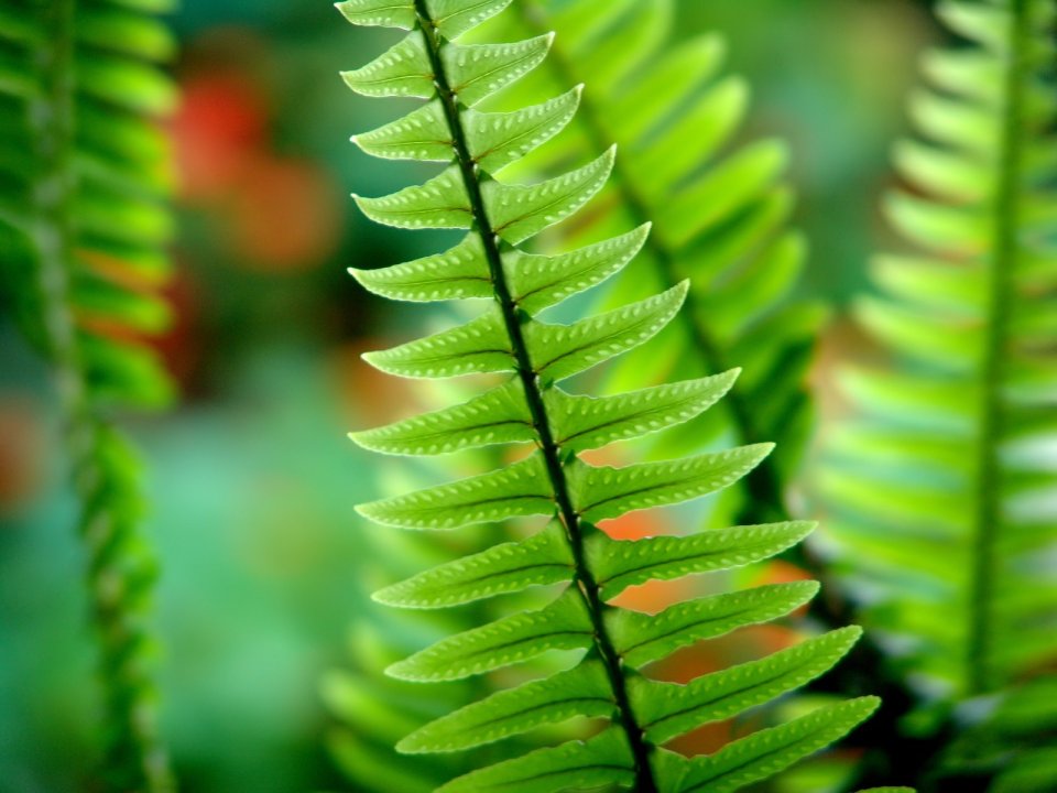 05_Vista_plant_wallpaper_vplants5_029
