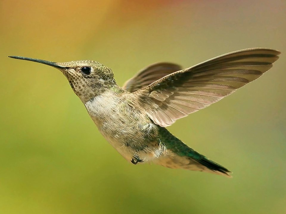 0Female_Anna_Hummingbird