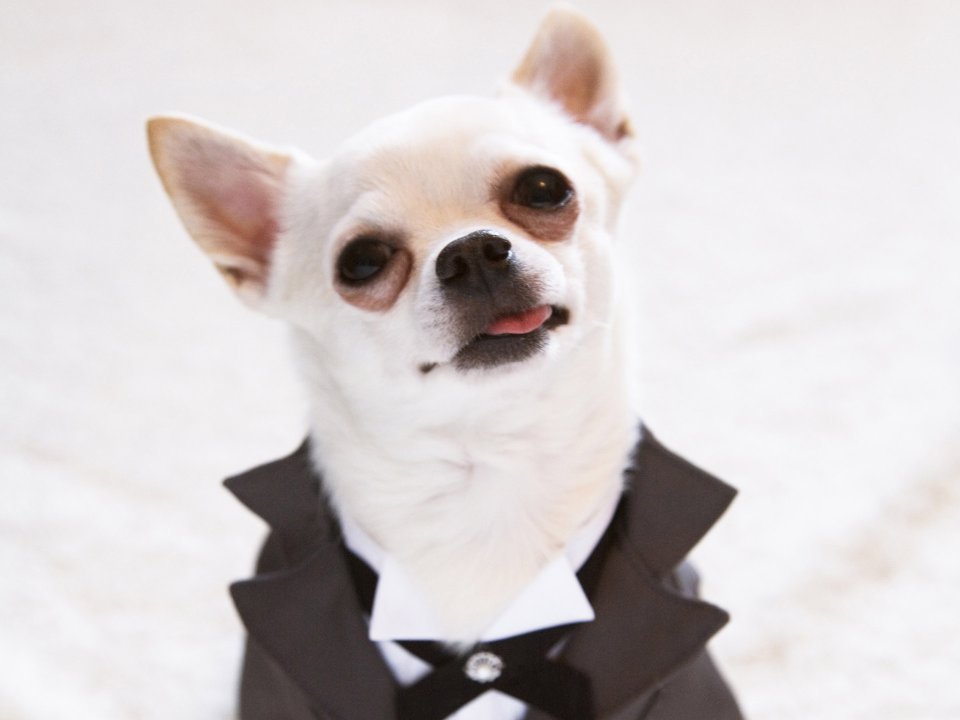 0HR159_350A_wedding_dog