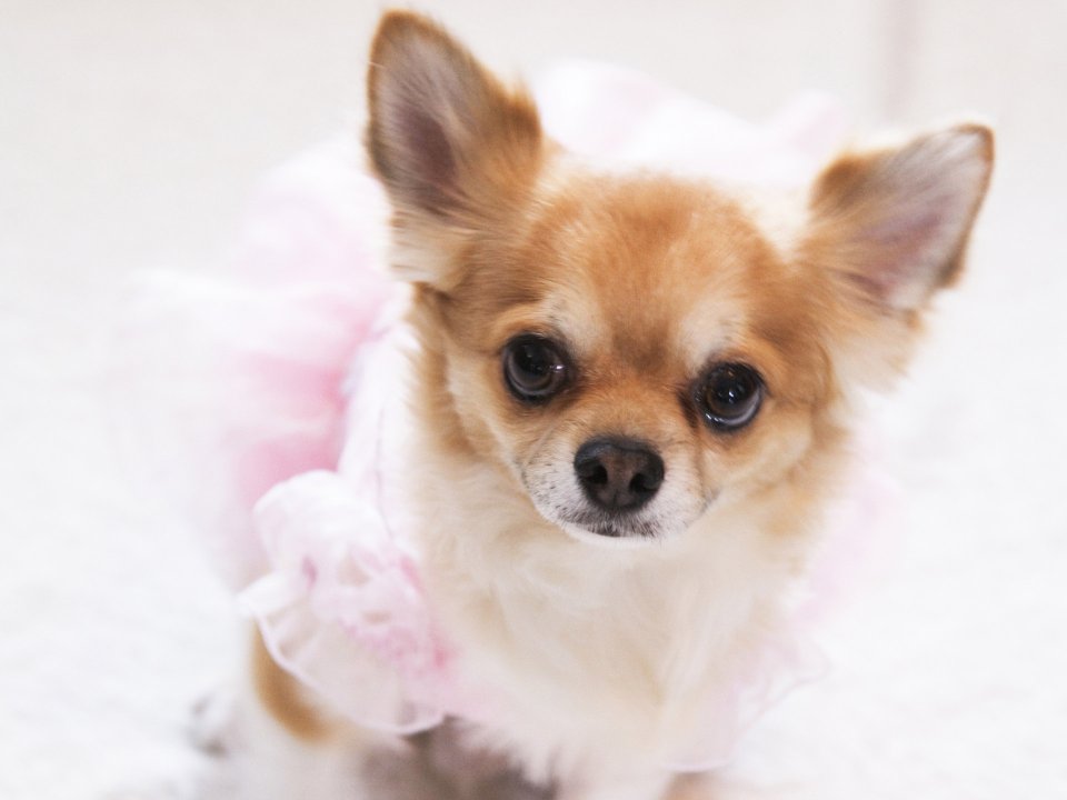 0HR160_350A_wedding_dog