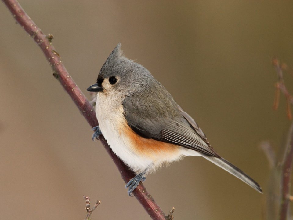 0Tufted_Titmouse