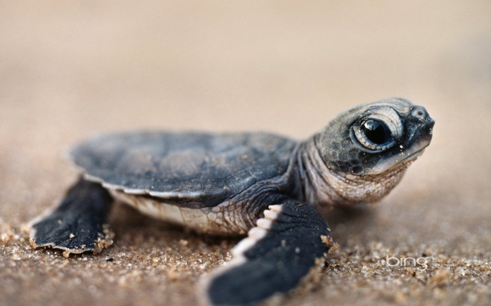 10 sea turtle