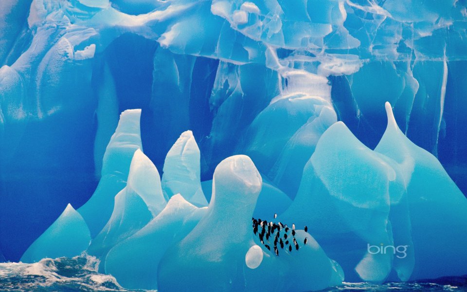 12 chinstrap penguins