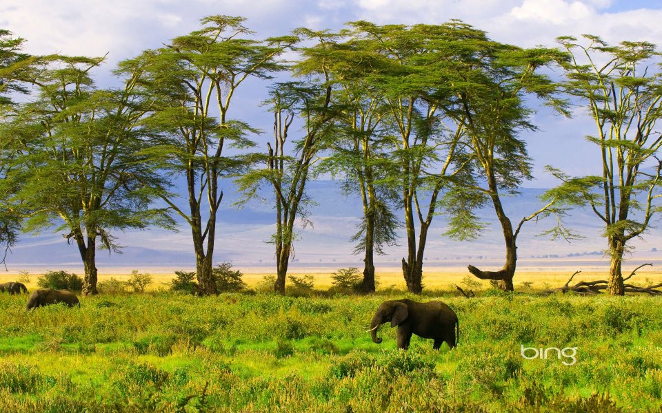 15 elephant