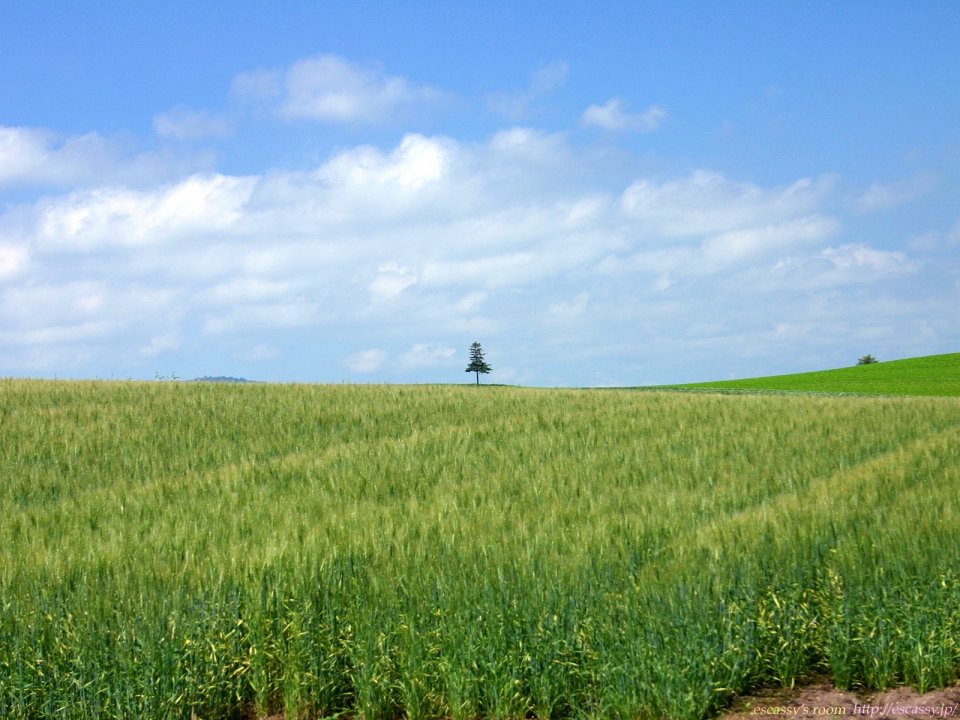 日本北海道美瑛麦田与孤独之树