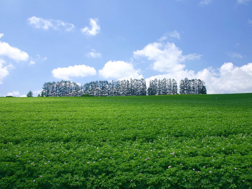 日本北海道美瑛夏季田野与树林