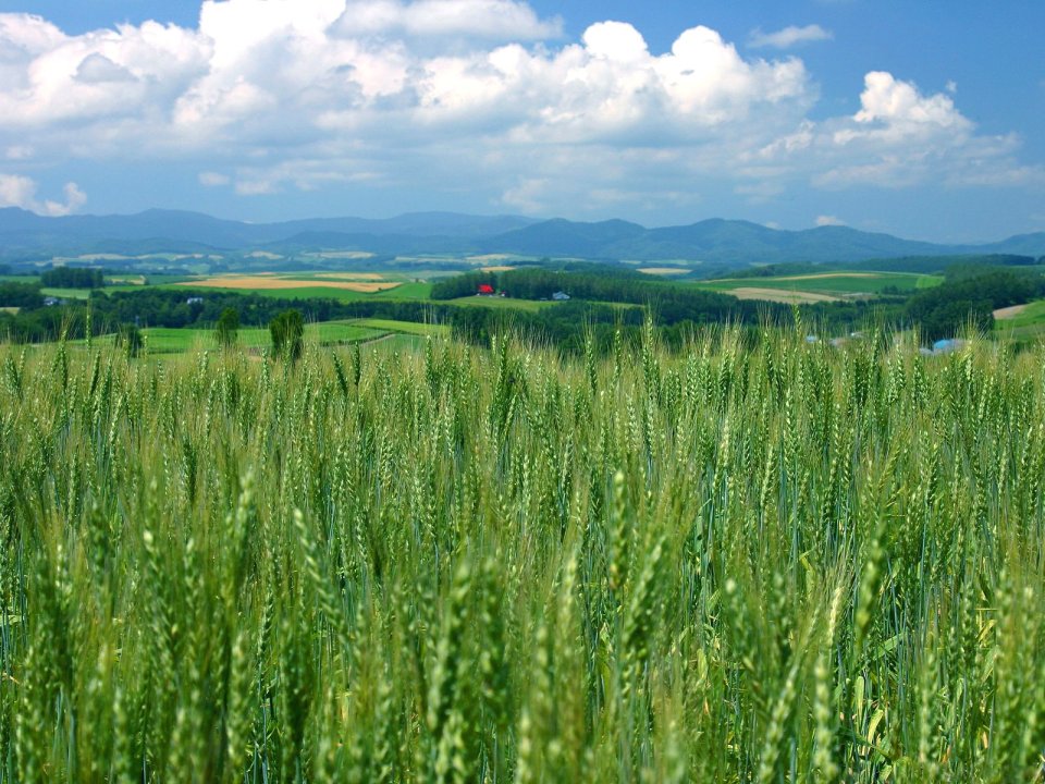 日本北海道夏季麦田风光