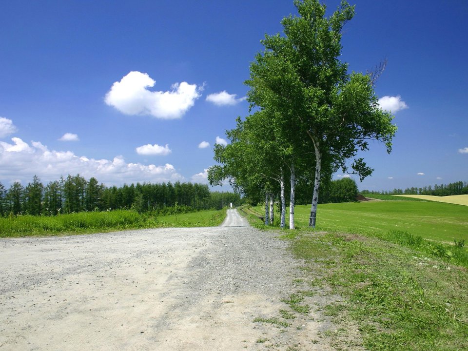 日本北海道美瑛乡间白桦树小路
