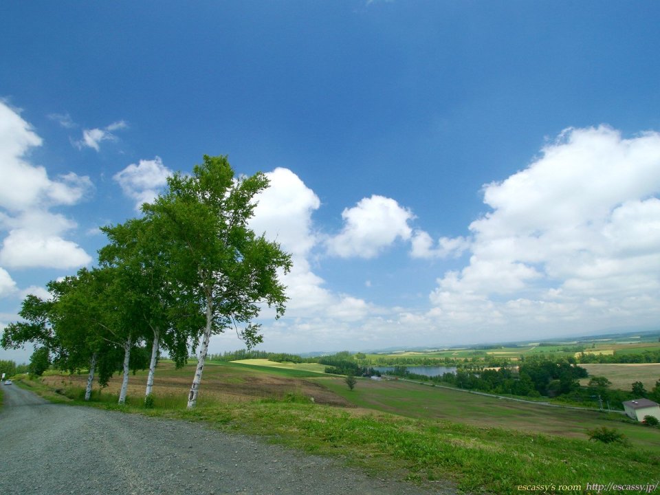 日本北海道白桦树田野风光